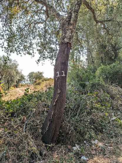 eine Korkeiche mit unten abgeschälter Rinde