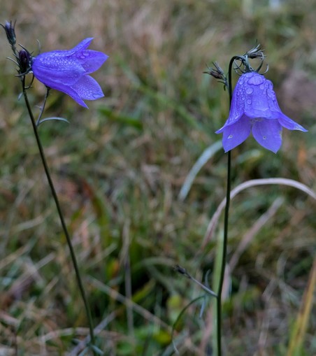 zwei lila blühende Glockenblumen stehen in einer Wiese mit kurzem Gras