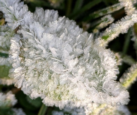 ein Blatt ist komplett mit kleinen weißen Reifkristallen bedeckt 