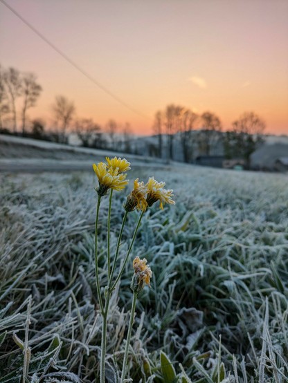 vom Sonnenaufgang rötlichrosa Farbe im Hintergrund. Vorne bereifte Wiese mit gelb blühendem Blümchen 