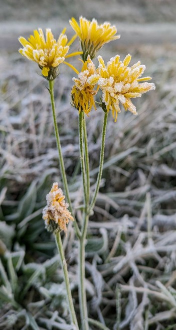 gelbe blühende Blümchen in einer Wiese. Alles ist mit Reif bedeckt 