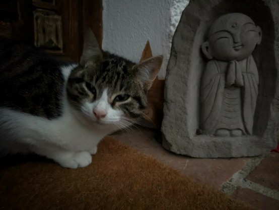 eine grauweißgetigerte Katze sitzt in Parkposition auf einem Fußabstreifer neben einem kleinen Jizo Buddha