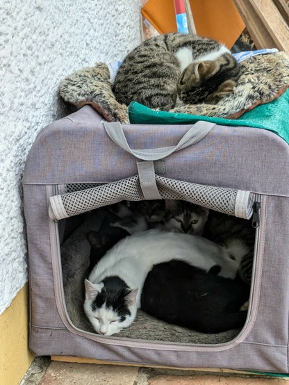 auf einer Katzentransportbox liegt zusammen gerollt eine grauweißgetigerte Katze.nInnen liegt eine fast ganz weiße Katze quer über einer schwarzen Katze. Dahinter 2 - 3 getiegerte Katzen.