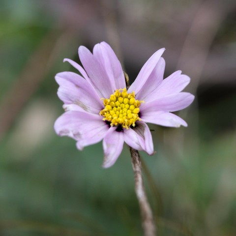 eine kleine helllila Blüte einer Cosmea vor unscharfem Hintergrund 