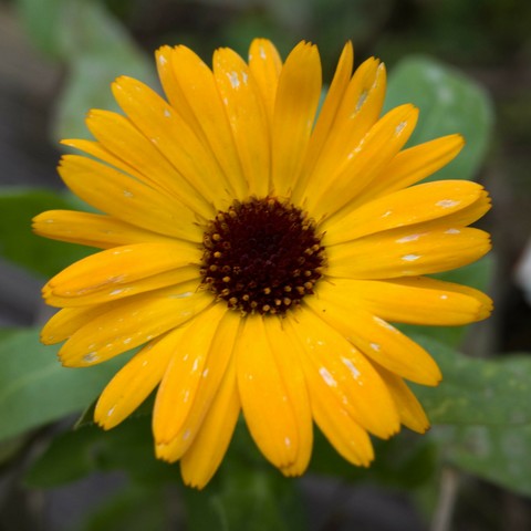 eine orange Ringelblumenblüte 