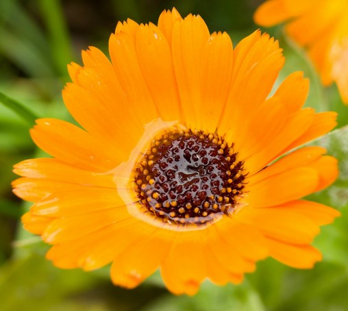 Nahaufnahme einer offenen orange Ringelblumenblüte. Im Blütengrund hat sich Wasser gesammelt.