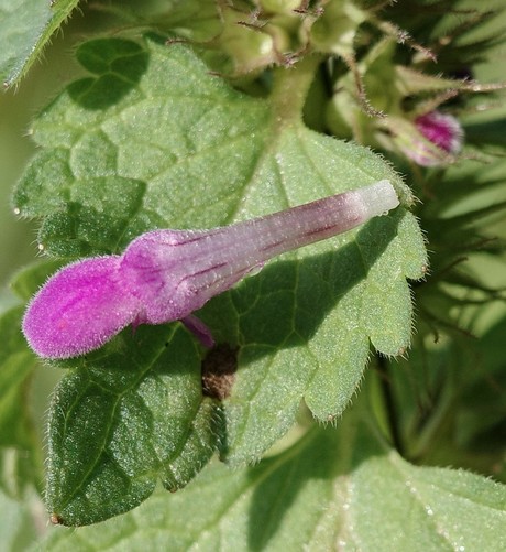 Nahaufnahme einer pinken Blüte einer Taubnessel auf dem grunen Blatt