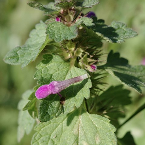 Aufnahme einer pinken Blüte einer Taubnessel auf dem grunen Blatt