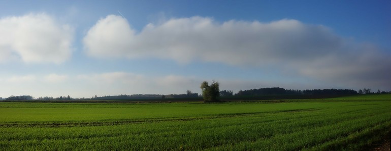 wenige weiße Wolken am bleiben Himmel. Im Vordergrund ein grünes Feld mit Wintergetreide.nEine Weide mit teilweise dürren Ästen dahinter.