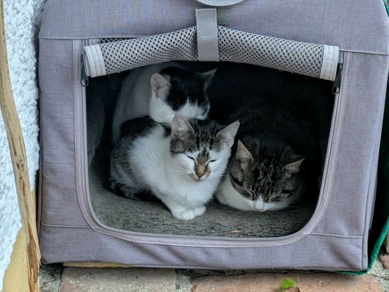 drei kleine Katzen sitzen mit geschlossenen Augen aneinander gekuschelt in einer Transportkiste 