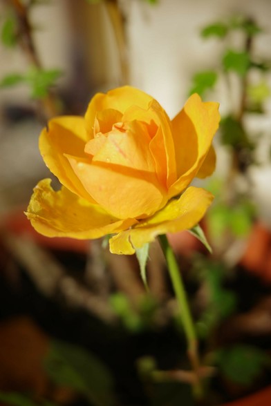 eine sich öffnende gelbe Blüte einer Rose