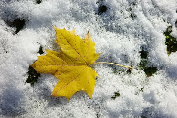 ein gelbes Ahornblatt liegt im dünnen Schnee