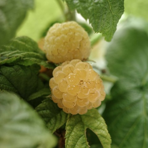 zwei gelbe Himbeeren in grünen Blättern 