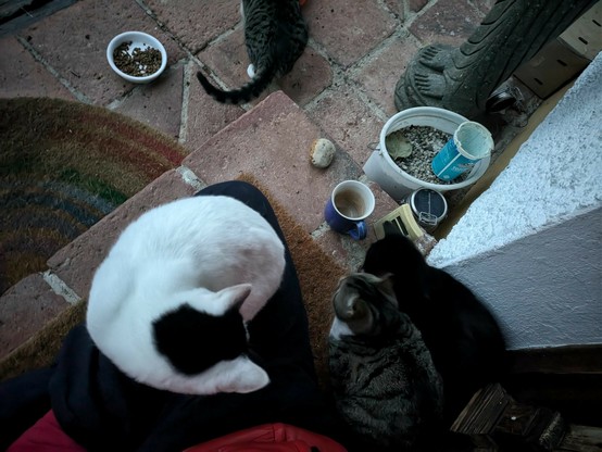 drei kleine Katzen sitzen vor der Haustür in der Nähe einer blauen Kaffetasse. Von der vierten ist der Hintern zu sehen 