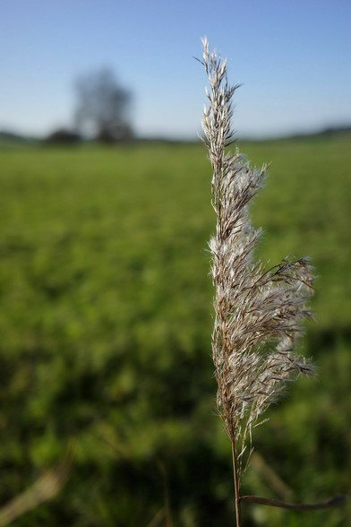 die Samenstände eines Grases im Vordergrund und dahinter eine grüne Wiese und ein unscharfer Baum