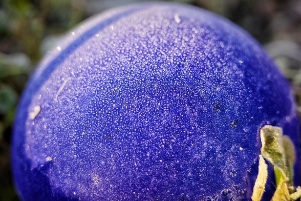 eine blaue Glaskugel ist mit vielen kleinen weißen Reifkristallen bedeckt, die von der Sonne angestrahlt werden.