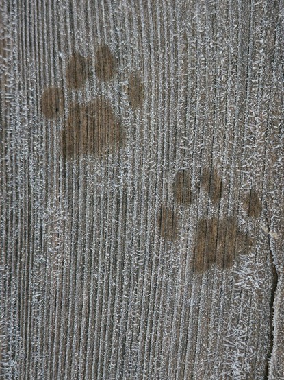 zwei Pfotenabdrücke von einer Katze im Reif auf einer Brett einer Holzterrasse 