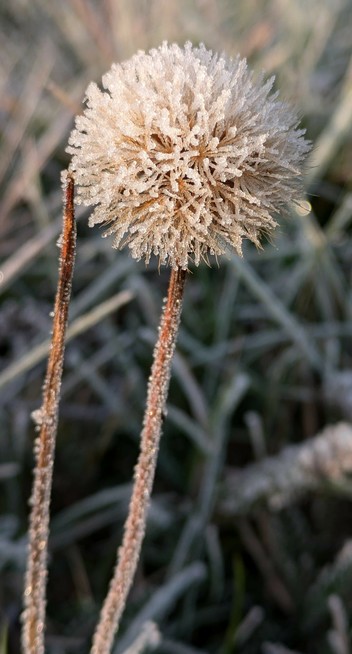 eine verblühte Löwenzahn Blüte voller Reifkristalle im fahlen Morgenlicht 