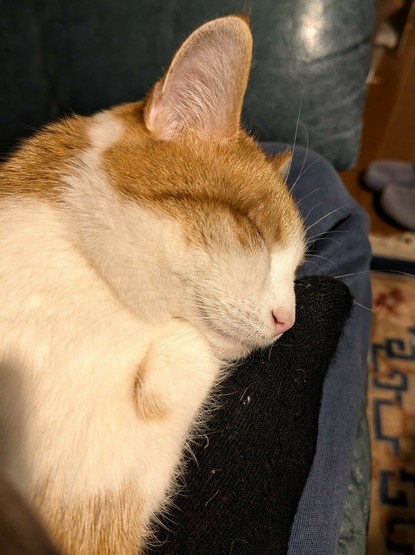 der Kopf einer rotweiße Katze liegt mit geschlossenen Augen seitlich auf untergeschlagenen Beinen.