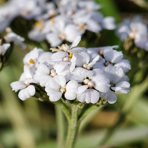 Nahaufnahme einer weißen Schafgarbenblüte mit Tautropfen 