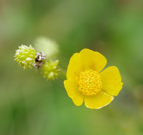 Nahaufnahme einer gelb blühenden Blüte mit gelbem Zentrum. (Hahnenfuß)nkleinen grünen Knospen daneben und einer kleinen vertrockneten bräunlichen BlütenUnscharfer grüner Untergrund einer Wiese.