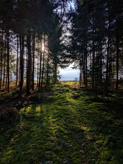 ein Weg führt durch einen Nadelwald ins Offene. Die Sonne scheint von links oben durch die Bäume. Der Boden ist grün bewachsen. Am Horizont dunkle Wolken 