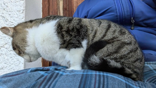 ein getigertweißer Kater sitzt auf untergeschlagenen Beinen 