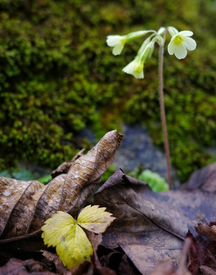 zwischen Moos und braunen Blättern wächst ein Stengel mit gelben Blüten einer Schlüsselblume 