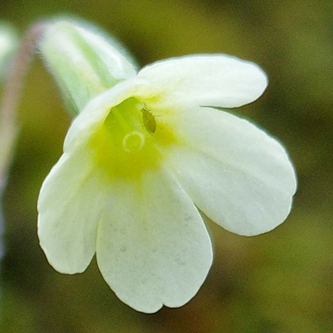 im Inneren einer gelben Blüte einer Schlüsselblume sitzt ein kleines grünes Insekt 