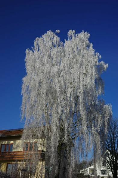 eine weiß bereifte Birke hebt sich vom tiefblauen Himmel ab 