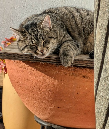 eine kleine graugetigerte Katze liegt mit geschlossenen Augen auf einem Brett in der Sonne 