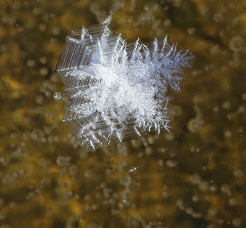 ein sehr kleiner Haufen Wasserkristalle senkrecht von oben auf einer zugefrorenen Pfütze mit braunem Untergrund. Die einzelnen Schichten sind gut erkennbar 