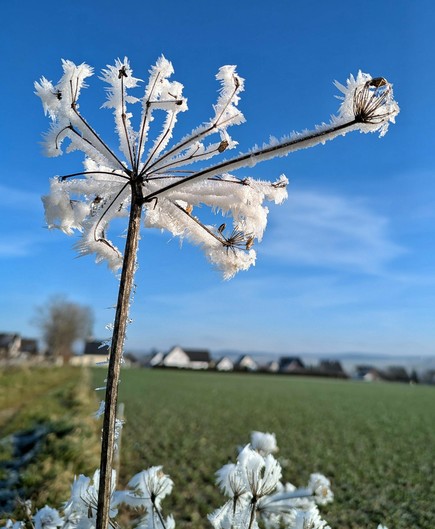 eine alleinstehende von unten gegen den blauen Himmel fotografierte Pflanze, deren verästelten Blütenstände komplett mit Reif bedeckt sind 