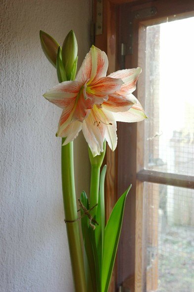 eine weißrosa gestreifte blühende Amaryllis steht an einem alten Holzfenster mit Unterteilung. Die Fensternische ist ca 40cm tief