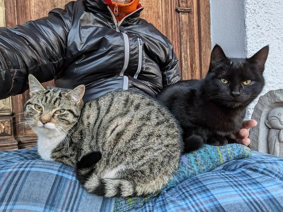 eine kleine schwarze Katze und eine weißgetigerte Katze sitzen auf untergeschlagenen Beinen vor einer hölzernen Haustür 