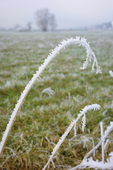 ein gebogenes langes mit Reif bedecktes Gras, dahinter unscharf und im Nebel eine Wiese mit Baum