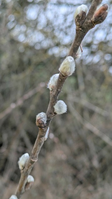 ein Ast mit kleinen aufgebrochenen Knospen von Weidenkätzchen 