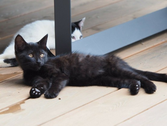 eine kleine schwarze Katze liegt ausgestreckt auf einer Holzterrasse. sie hat schwarze Pfoten 