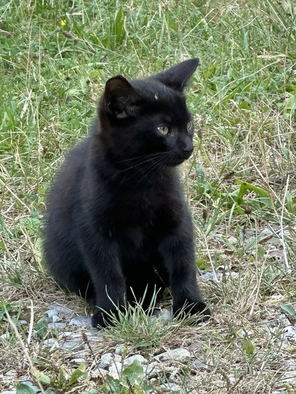 eine kleine schwarze Katze sitzt im Grss