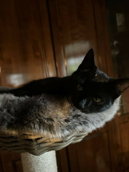 eine kleine schwarze Katze liegt in einem Körbchen. Der Kopf ragt etwas über den Rand und sie schaut in die Kamera 