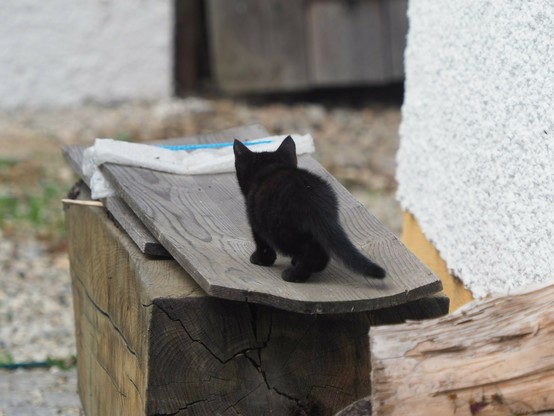 eine sehr kleine schwarze Katze läuft auf einem Holzbrett. Von hinten fotografiert 