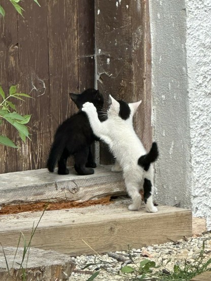 zwei noch ganz kleine Katzen erkunden eine geschlossene Holztür. Die kleine weiße Schwester hat die Pfote erhoben, um ihren kleinen schwarzen Bruder vor ihr zu tratzen.