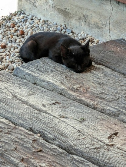 eine kleine vollkommen müde schlafende Katze liegt halb auf Betonsteinen