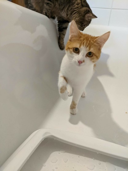in einer weißen Badewanne liegt der obere Deckel eines Katzenklos. eine kleine rotweiße Katze schaut neugierig in die Kamera und hat eine Pfote leicht angehoben. Im Hintergrund bewegt sich ihr dunkel getigerter Bruder vorsichtig in die Wanne 