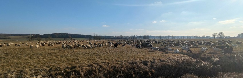 auf einer weiten grünlich bräunlichen Wiese weiden sehr viele Schafe, Ziegen und ein paar Esel. Sonne scheint 