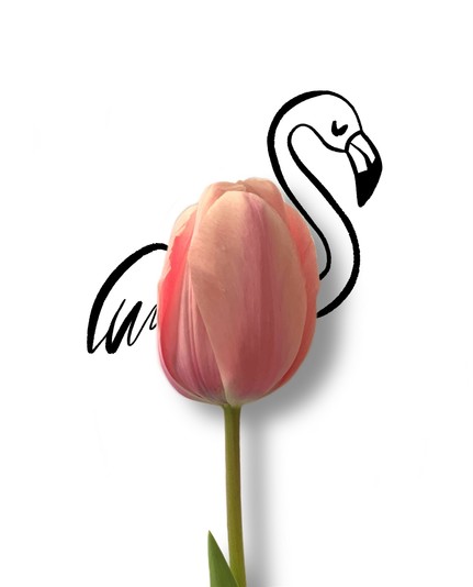 Meine Illustration kombiniert die S/W-Zeichnung eines Flamingos mit dem freigestellten Foto einer roséfarbenen Tulpe. Die Blüte stellt den Flamingokörper dar, der Stängel das Bein.