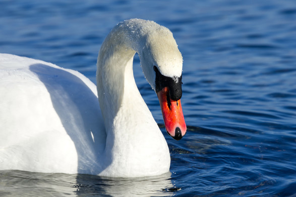 Nahaufnahme eines schwimmenden Höckerschwans (Cygnus olor) von schräg vorn. Vom Kopf und Hals perlt das Wasser ab.
Der Vogel besitzt ein einheitlich weißes Gefieder. Durch den orange-rot gefärbten Schnabel mit schwarzer Schnabelspitze und -wurzel kann er von anderen Schwänen unterschieden werden. Namensgebend ist ein schwarzer Höcker über dem Schnabel. Die Füße und Beine sind schwarz. Die Augen sind haselnußfarben.
