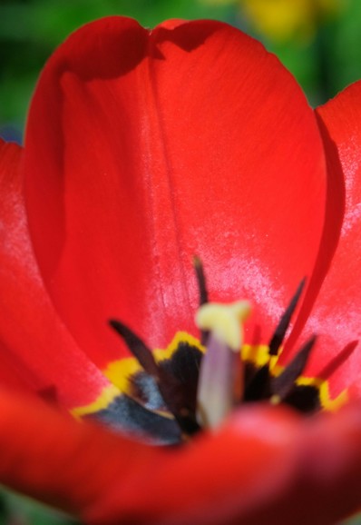 Nahaufnahme eines roten glatten Blütenblattes einer Tulpe.