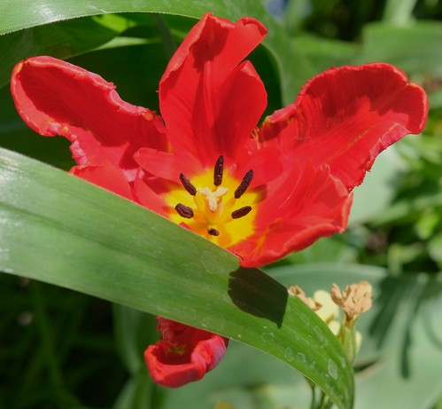 eine geöffnete rote Blüte einer Papageien Tulpe