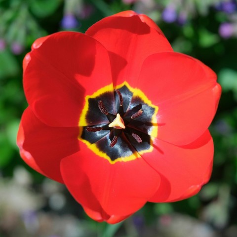 eine geöffnete Blüte einer roten Tulpe mit fast schwarzem Grund und gelbem Streifen zwischen schwarz und rot